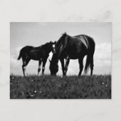 馬 ポストカード (正面)