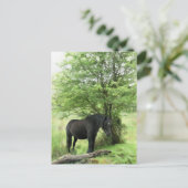 馬 ポストカード (スタンド正面)