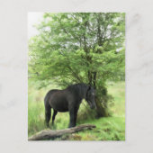 馬 ポストカード (正面)