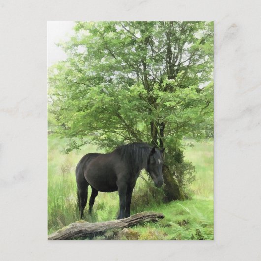 馬 ポストカード (正面)