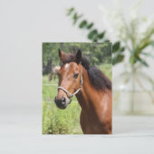 馬 ポストカード (スタンド正面)