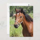 馬 ポストカード (正面/裏面)