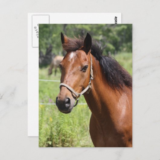 馬 ポストカード (正面/裏面)