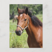馬 ポストカード (正面)