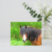 馬 ポストカード (スタンド正面)