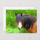 馬 ポストカード (正面/裏面)