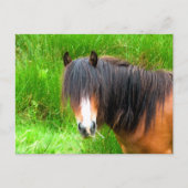 馬 ポストカード (正面)