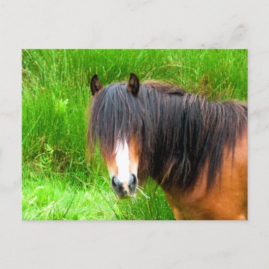 馬 ポストカード (正面)