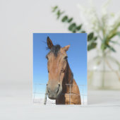 馬 ポストカード (スタンド正面)