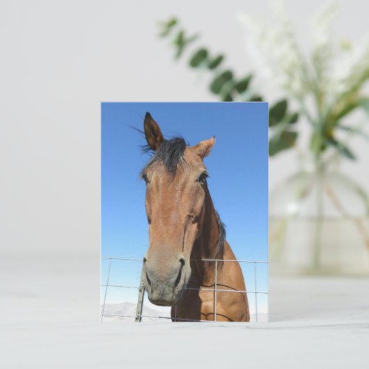 馬 ポストカード (スタンド正面)