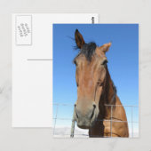 馬 ポストカード (正面/裏面)