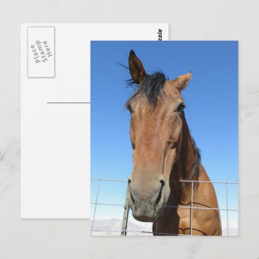 馬 ポストカード (正面/裏面)