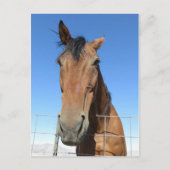 馬 ポストカード (正面)