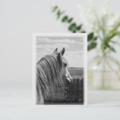 馬 ポストカード (スタンド正面)