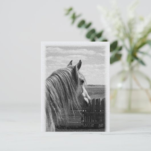 馬 ポストカード (スタンド正面)