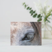 馬 ポストカード (スタンド正面)