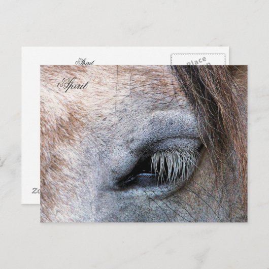 馬 ポストカード (正面/裏面)