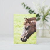 馬 ポストカード (スタンド正面)