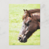 馬 ポストカード (正面)