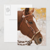 馬 ポストカード (正面/裏面)