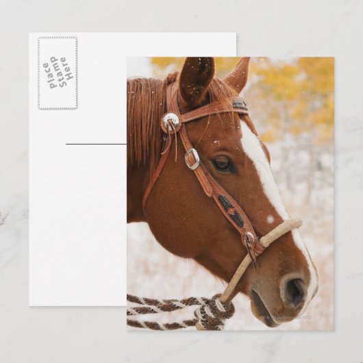 馬 ポストカード (正面/裏面)
