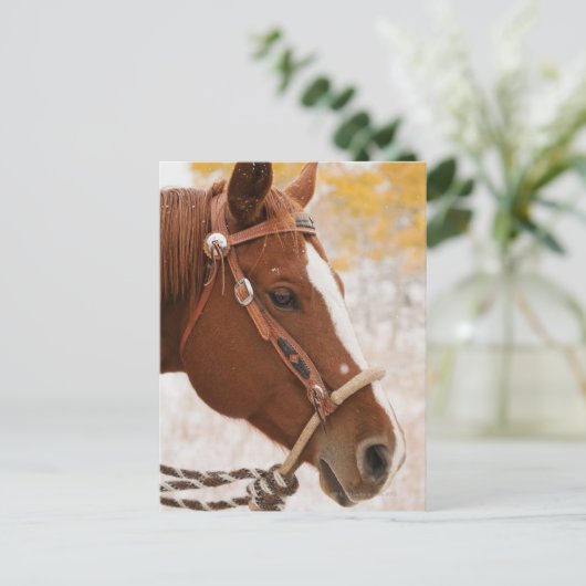 馬 ポストカード (スタンド正面)