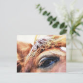 馬 ポストカード (スタンド正面)