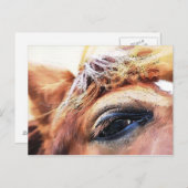 馬 ポストカード (正面/裏面)