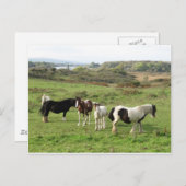 馬 ポストカード (正面/裏面)