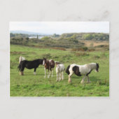 馬 ポストカード (正面)