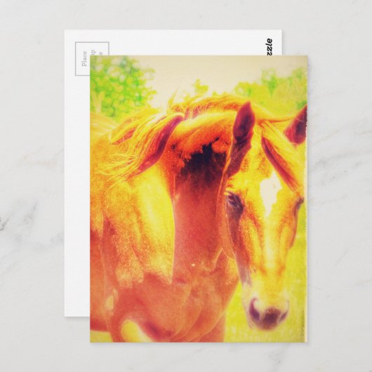 馬 ポストカード (正面/裏面)