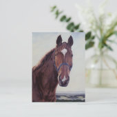 馬 ポストカード (スタンド正面)