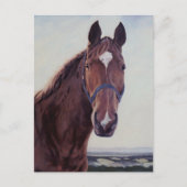 馬 ポストカード (正面)