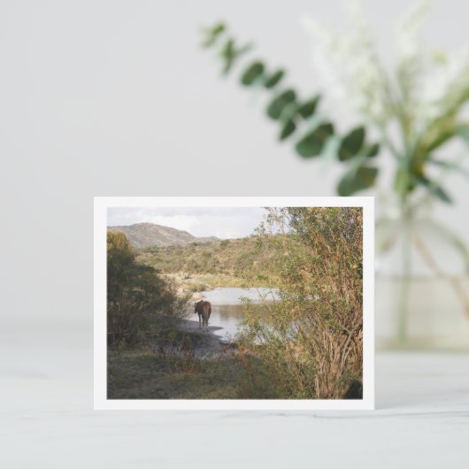 馬 ポストカード (スタンド正面)