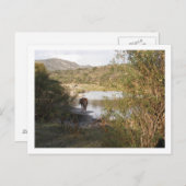 馬 ポストカード (正面/裏面)