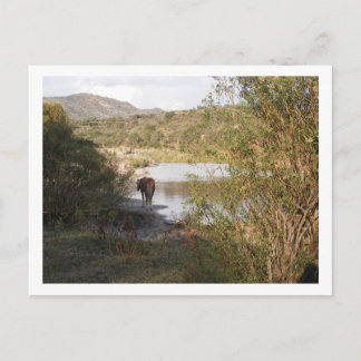 馬 ポストカード