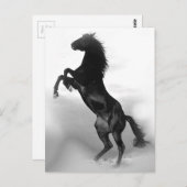 馬 ポストカード (正面/裏面)