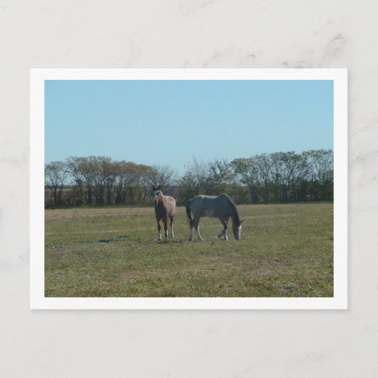 馬 ポストカード (正面)