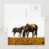 馬 ポストカード (正面/裏面)