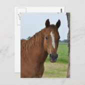 馬 ポストカード (正面/裏面)