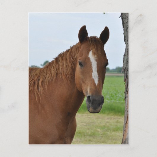 馬 ポストカード (正面)