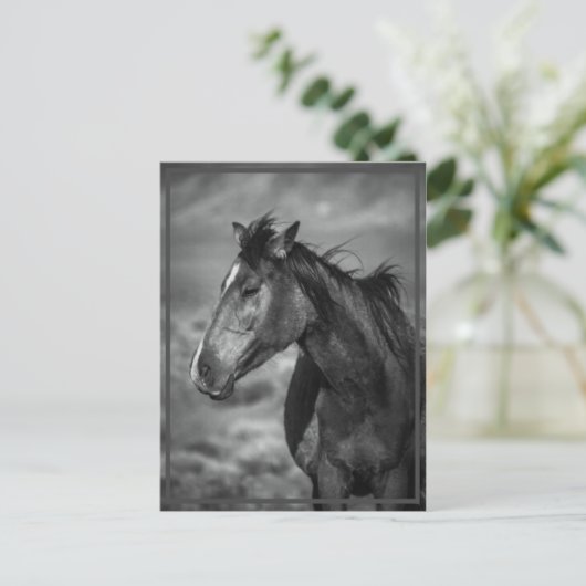 馬 ポストカード (スタンド正面)