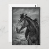 馬 ポストカード (正面/裏面)