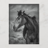 馬 ポストカード (正面)