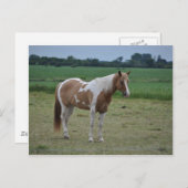 馬 ポストカード (正面/裏面)