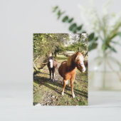 馬 ポストカード (スタンド正面)