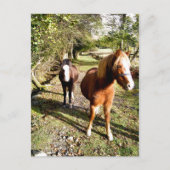 馬 ポストカード (正面)