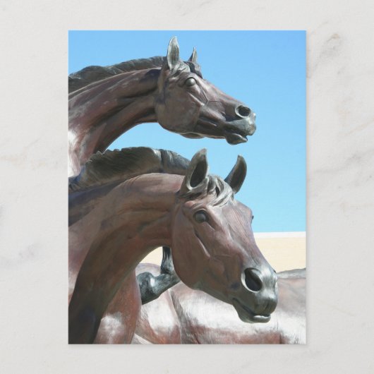 馬 ポストカード (正面)