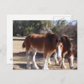 馬 ポストカード (正面/裏面)