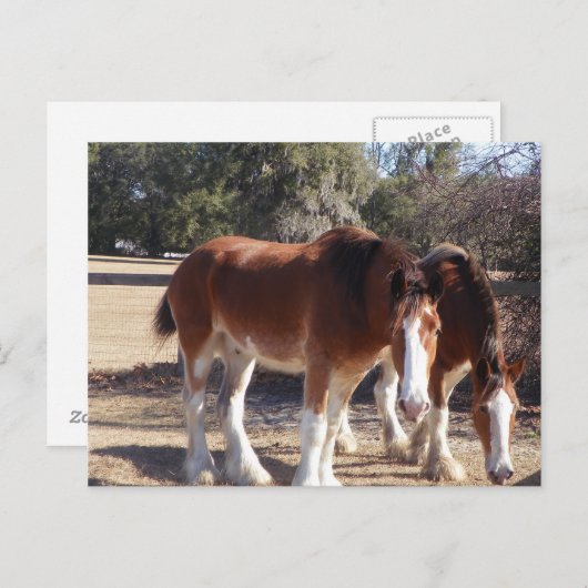 馬 ポストカード (正面/裏面)